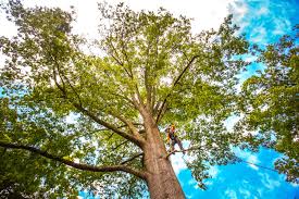 Best Hazardous Tree Removal  in Helena Valley West Central, MT