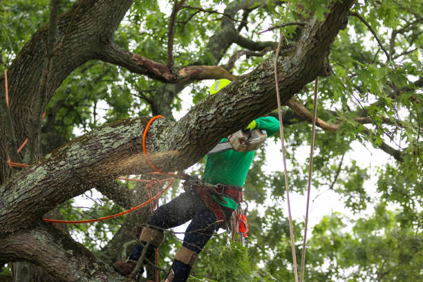 Best Tree Health Inspection  in Helena Valley West Central, MT